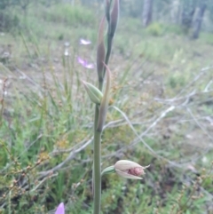 Calochilus platychilus (Purple Beard Orchid) at Black Mountain - 2 Oct 2021 by mlech