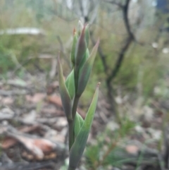 Calochilus sp. (A Beard Orchid) at Black Mountain - 2 Oct 2021 by mlech