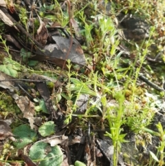 Cyrtostylis reniformis (Common Gnat Orchid) at Black Mountain - 2 Oct 2021 by mlech