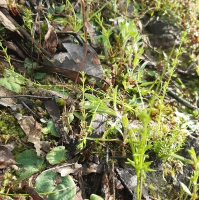 Cyrtostylis reniformis (Common Gnat Orchid) at Black Mountain - 2 Oct 2021 by mlech