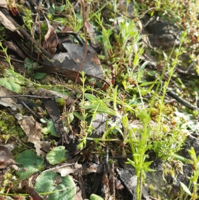 Cyrtostylis reniformis (Common Gnat Orchid) at Molonglo Valley, ACT - 2 Oct 2021 by mlech