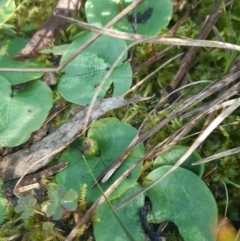 Corysanthes incurva (Slaty Helmet Orchid) at Black Mountain - 2 Oct 2021 by mlech