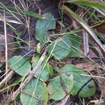 Pterostylis sp. (A Greenhood) at Black Mountain - 2 Oct 2021 by mlech