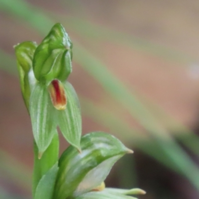 Bunochilus umbrinus (Broad-sepaled Leafy Greenhood) at Namadgi National Park - 2 Oct 2021 by SandraH