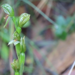 Bunochilus umbrinus (ACT) = Pterostylis umbrina (NSW) at suppressed - suppressed