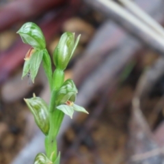 Bunochilus umbrinus (ACT) = Pterostylis umbrina (NSW) at suppressed - suppressed