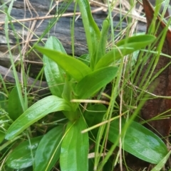 Centaurium sp. (Centaury) at Downer, ACT - 2 Oct 2021 by mlech