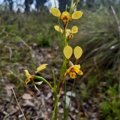 Diuris nigromontana (Black Mountain Leopard Orchid) at Black Mountain - 2 Oct 2021 by mlech