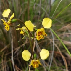 Diuris nigromontana (Black Mountain Leopard Orchid) at Black Mountain - 2 Oct 2021 by mlech