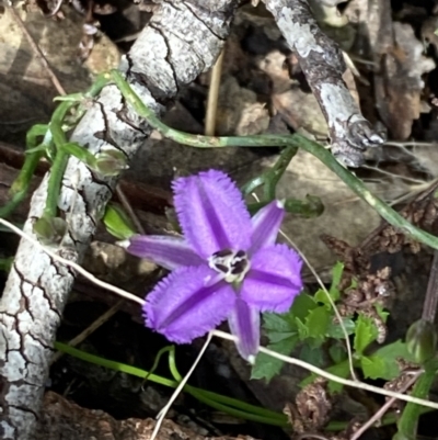 Thysanotus patersonii (Twining Fringe Lily) at Kambah, ACT - 3 Oct 2021 by George