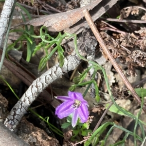 Thysanotus patersonii at Kambah, ACT - 3 Oct 2021 11:30 AM