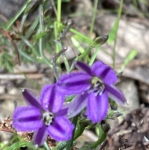 Thysanotus patersonii at Kambah, ACT - 3 Oct 2021 11:30 AM