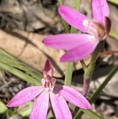 Caladenia carnea (Pink Fingers) at Fisher, ACT - 3 Oct 2021 by George