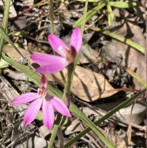 Caladenia carnea at Fisher, ACT - 3 Oct 2021