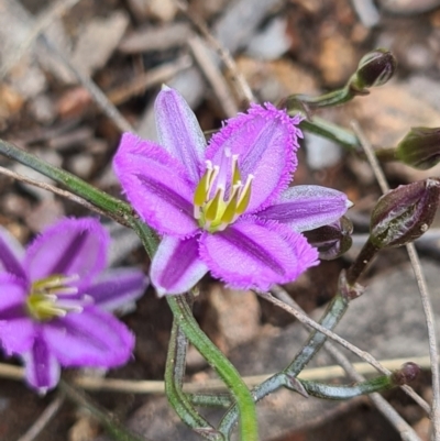 Thysanotus patersonii (Twining Fringe Lily) at Piney Ridge - 3 Oct 2021 by AaronClausen