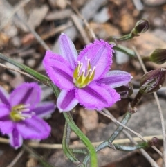 Thysanotus patersonii (Twining Fringe Lily) at Stromlo, ACT - 3 Oct 2021 by AaronClausen