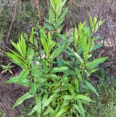 Senecio linearifolius var. latifolius at Paddys River, ACT - 2 Oct 2021 by NickiTaws