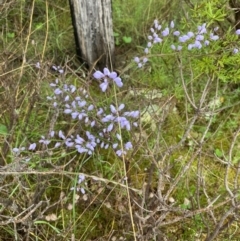 Comesperma volubile (Love Creeper) at Paddys River, ACT - 2 Oct 2021 by NickiTaws