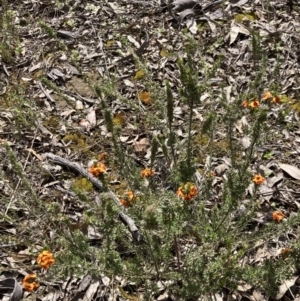 Dillwynia sericea at Fisher, ACT - 3 Oct 2021