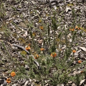 Dillwynia sericea at Fisher, ACT - 3 Oct 2021 11:44 AM