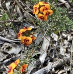 Dillwynia sericea at Fisher, ACT - 3 Oct 2021