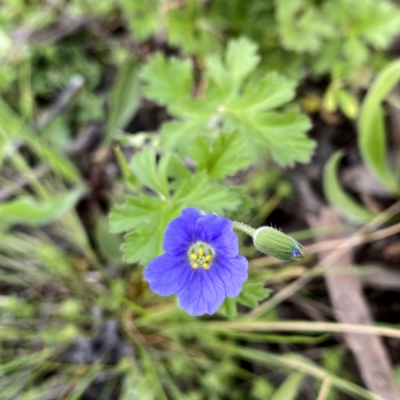 Erodium crinitum (Native Crowfoot) at Wandiyali-Environa Conservation Area - 3 Oct 2021 by Wandiyali