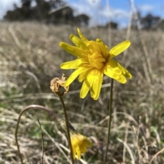 Microseris walteri (Yam Daisy, Murnong) at Wandiyali-Environa Conservation Area - 2 Oct 2021 by Wandiyali