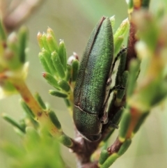 Melobasis propinqua (Propinqua jewel beetle) at Cook, ACT - 1 Oct 2021 by CathB