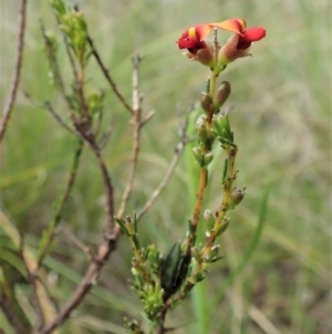 Melobasis propinqua at Cook, ACT - 1 Oct 2021