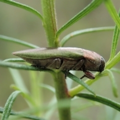 Melobasis propinqua at Cook, ACT - 1 Oct 2021 01:14 PM