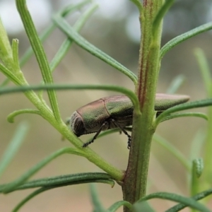 Melobasis propinqua at Cook, ACT - 1 Oct 2021