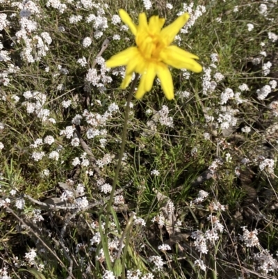 Microseris walteri (Yam Daisy, Murnong) at Kambah, ACT - 2 Oct 2021 by George