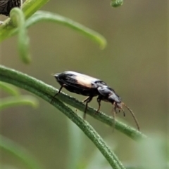 Sarothrocrepis civica (An arboreal 'ground' beetle) at Mount Painter - 1 Oct 2021 by CathB