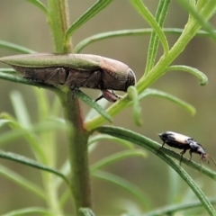 Sarothrocrepis civica at Cook, ACT - 1 Oct 2021