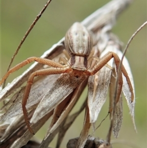 Runcinia acuminata at Cook, ACT - 1 Oct 2021