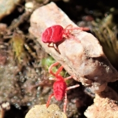 Trombidiidae (family) (Red velvet mite) at Cook, ACT - 26 Sep 2021 by CathB