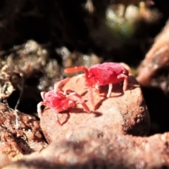 Trombidiidae (family) at Cook, ACT - 26 Sep 2021 03:06 PM