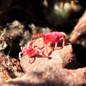 Trombidiidae (family) at Cook, ACT - 26 Sep 2021