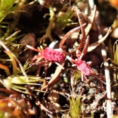 Trombidiidae (family) at Cook, ACT - 26 Sep 2021 03:06 PM