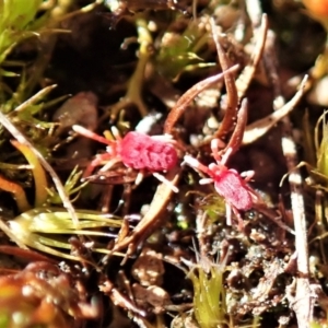 Trombidiidae (family) at Cook, ACT - 26 Sep 2021 03:06 PM