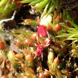 Trombidiidae (family) at Cook, ACT - 26 Sep 2021 03:06 PM