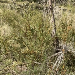 Daviesia mimosoides subsp. mimosoides at Kambah, ACT - 3 Oct 2021