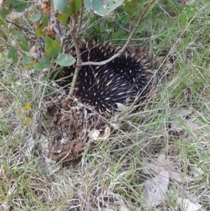 Tachyglossus aculeatus at Molonglo Valley, ACT - 3 Oct 2021