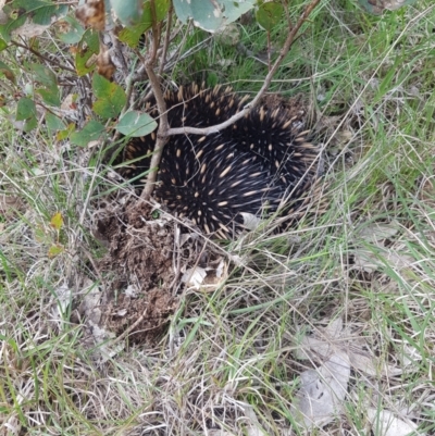 Tachyglossus aculeatus (Short-beaked Echidna) at Molonglo River Reserve - 3 Oct 2021 by danswell