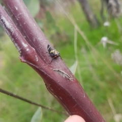 Eurymeloides pulchra (Gumtree hopper) at Holt, ACT - 3 Oct 2021 by danswell