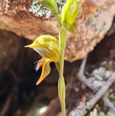 Oligochaetochilus aciculiformis (Needle-point rustyhood) at Block 402 - 3 Oct 2021 by AaronClausen