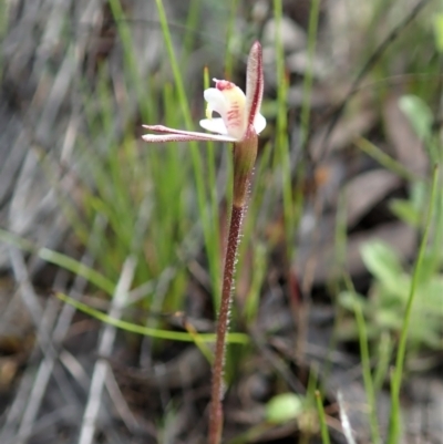 Caladenia fuscata (Dusky Fingers) at Mount Painter - 27 Sep 2021 by CathB
