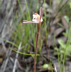 Caladenia fuscata (Dusky fingers) at Cook, ACT - 27 Sep 2021 by CathB