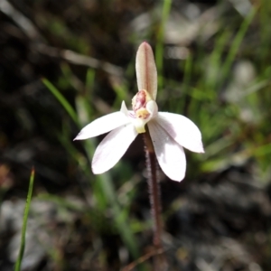 Caladenia fuscata at Cook, ACT - suppressed