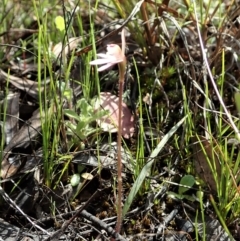 Caladenia fuscata at Cook, ACT - suppressed